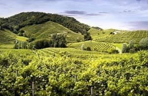 prosecco valdobbiadene